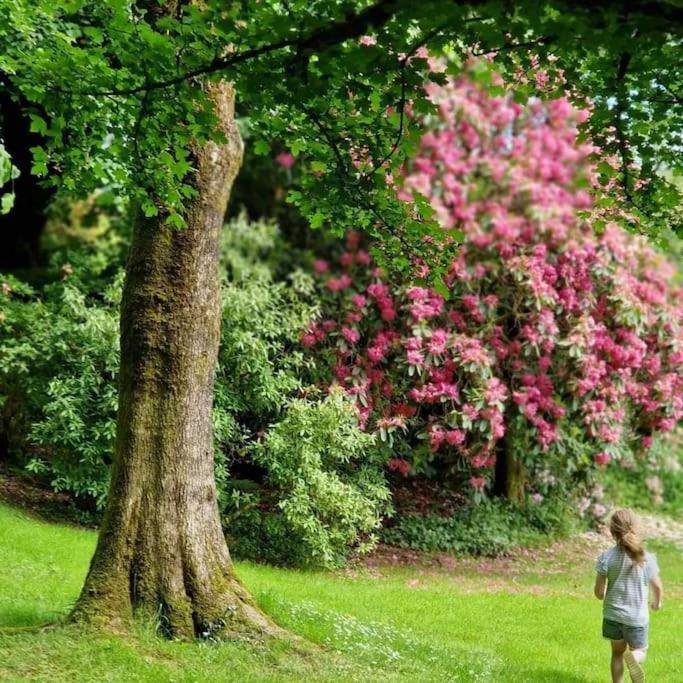 Lower Willsworthy Cottage タヴィストック エクステリア 写真
